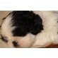 Shih Tzu Welpen - Hündin