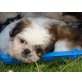 Shih Tzu Welpen - Hündin