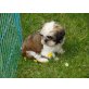 Shih Tzu Welpen - Hündin