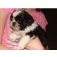 Shih Tzu Welpen - Hündin