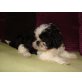 Shih Tzu Welpen - Hündin
