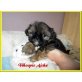 Shih Tzu Welpen - Hündin