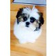 Shih Tzu Welpen - Hündin