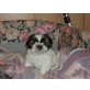 Shih Tzu Welpen - Hündin