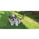 Shih Tzu Welpen - Hündin