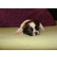Shih Tzu Welpen - Hündin