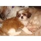 Shih Tzu Welpen - Hündin