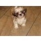 Shih Tzu Welpen - Hündin
