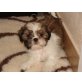 Shih Tzu Welpen - Hündin