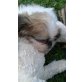 Shih Tzu Welpen - Hündin