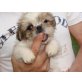 Shih Tzu Welpen - Hündin