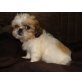 Shih Tzu Welpen - Hündin