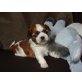 Shih Tzu Welpen - Hündin