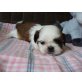Shih Tzu Welpen - Hündin