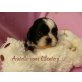 Shih Tzu Welpen - Hündin