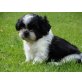 Shih Tzu Welpen - Hündin