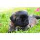 Shih Tzu Welpen - Hündin
