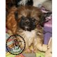 Shih Tzu Welpen - Hündin