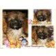 Shih Tzu Welpen - Hündin