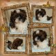 Shih Tzu Welpen - Hündin