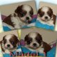 Shih Tzu Welpen - Hündin