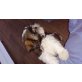 Shih Tzu Welpen - Hündin