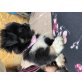 Shih Tzu Welpen - Hündin