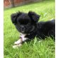 Shih Tzu Welpen - Hündin