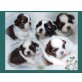 Shih Tzu Welpen - Hündin