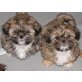 Shih Tzu Welpen - Hündin