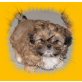 Shih Tzu Welpen - Hündin