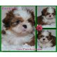 Shih Tzu Welpen - Hündin