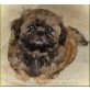 Shih Tzu Welpen - Hündin