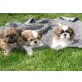 Shih Tzu Welpen - Hündin