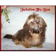 Shih Tzu Welpen - Hündin