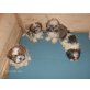 Shih Tzu Welpen - Rüde
