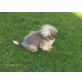 Shih Tzu Welpen - Rüde