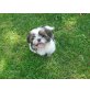 Shih Tzu Welpen - Rüde