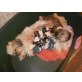 Shih Tzu Welpen - Rüde