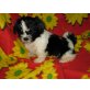 Shih Tzu Welpen - Rüde