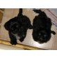 Shih Tzu Welpen - Rüde