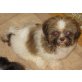 Shih Tzu Welpen - Rüde