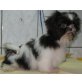 Shih Tzu Welpen - Rüde