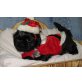 Shih Tzu Welpen - Rüde