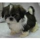 Shih Tzu Welpen - Rüde