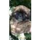 Shih Tzu Welpen - Rüde