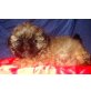 Shih Tzu Welpen - Rüde