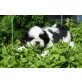 Shih Tzu Welpen - Rüde