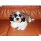 Shih Tzu Welpen - Rüde