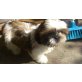 Shih Tzu Welpen - Rüde